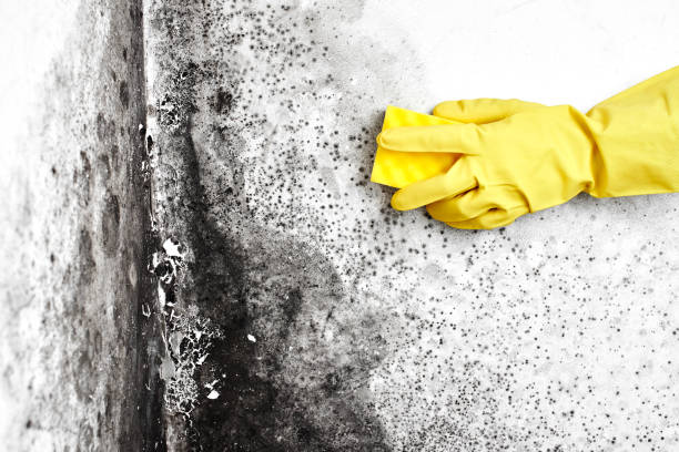 Best Environmental Consulting for Mold Prevention  in Ridgely, MD