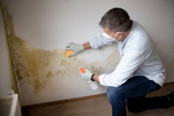 Mold Remediation for Vacation Homes in Ridgely, MD